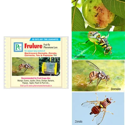 20 Pcs Insect Lures For Frulure (Bactrocera Species)